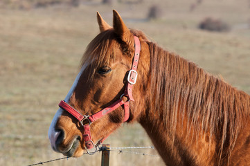 Caballo pardo