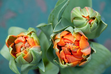 pąki tulipanów