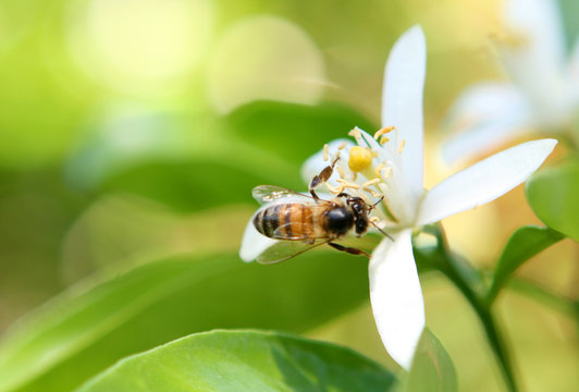 Honey Bee And Orange Blossom