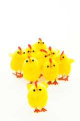 group of easter chickens and one leader