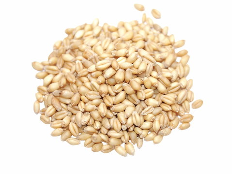 Macro Wheat Grains isolated on white
