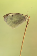 Mariposa Pieris brassicae