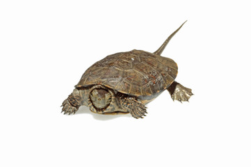 Naklejka premium Galápago leproso