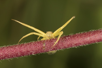 Thomisidae, araña cangrejo
