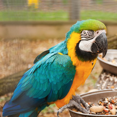 Blue and yellow macaw