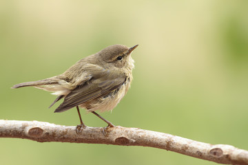 Mosquitero común