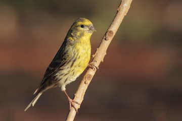 Verdecillo, chamarín, en el charco