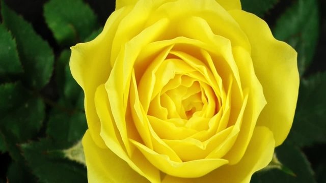 Rose &ouml;ffnet sich in Zeitraffer