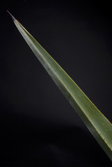 agave leaf detail