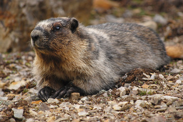 Canadian Marmot
