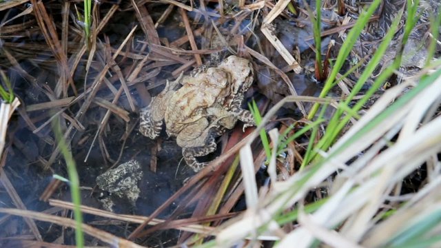 bufo bufo toads in love