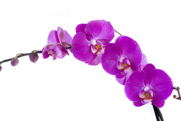 Obraz na płótnie Canvas орхидея