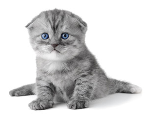 Scottish Kitty