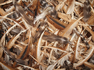Chicken feathers of various colors and sizes