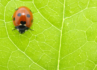 ladybug