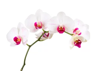 Rolgordijnen orchid © Pavel Timofeev