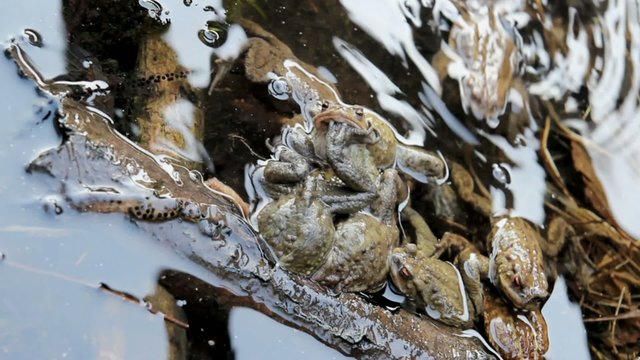 group of toads in Love
