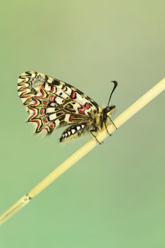 Mariposa Zerynthia Rumina