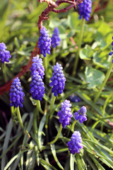 muscari