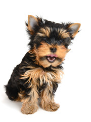 yorkshire terrier