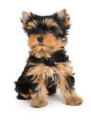 yorkshire terrier