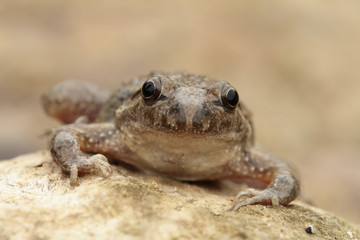 Sapillo pintojo