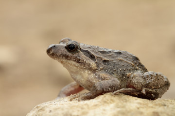 Sapillo pintojo
