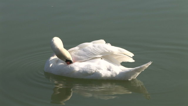 Schwan schwimmt im Teich