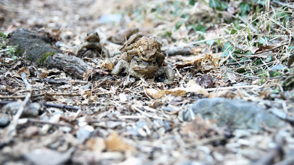 toads in Love
