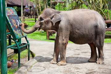 Artistic Elephant © Aleksandar Todorovic