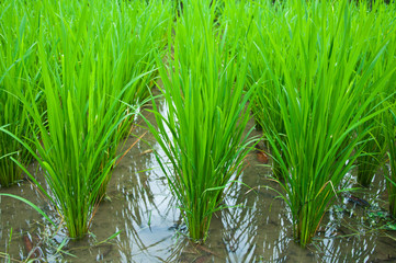 green rice field