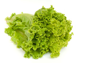 Lettuce isolated in white background