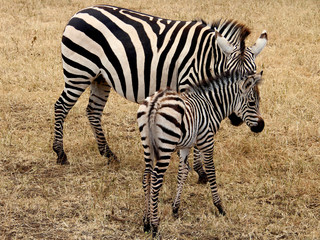 Zebra, Ngorongoro Crater, Kenya