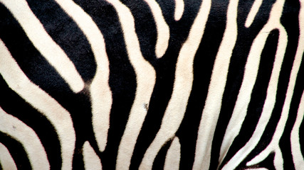 Fototapeta na wymiar Zebra, Krater Ngorongoro, Kenia