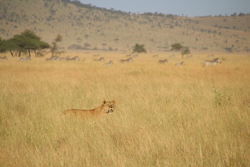 Lion, Serengeti National Park, Kenya