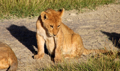 Lion cub, Serengeti National Park, Kenya