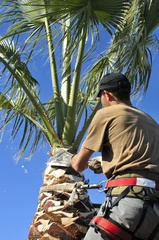 Washable wall murals Palm tree Palm Tree Specialist at Work