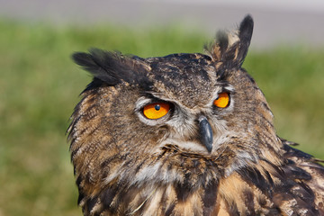 a closeup of the head of the eagle owl