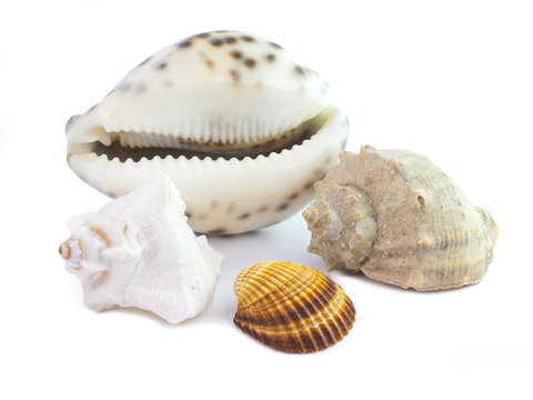 The isolated seashells