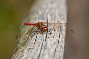 dragonfly