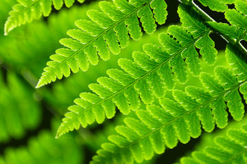 Fresh spring green fern leaves
