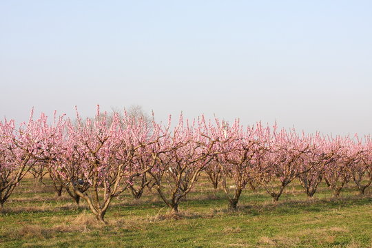 peschi in fiore