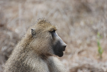 Baboon (Papio cynocephalus)
