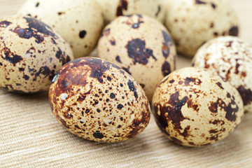 Obraz premium quail eggs