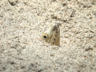 Longfin snake-eel hiding in the sand bottom