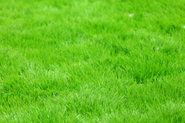 new spring green grass
