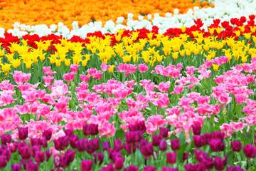 colorful field of tulips