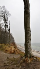 Bäume an der Ostseeküste