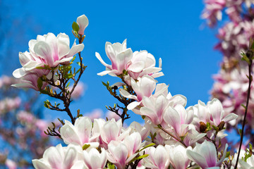 Magnolia flowers against blue sky