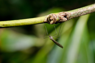 kleine Wintermücke am Zweig